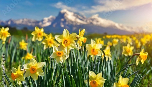 yellow daffodils