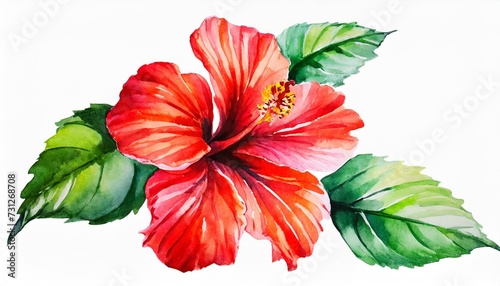 watercolor drawing of bright red hibiscus flower isolated