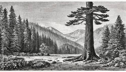giant redwood sequoiadendron giganteum antique illustration from brockhaus konversations lexikon 1908 photo
