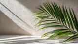 shadow of palm leaves on white concrete light beige wall