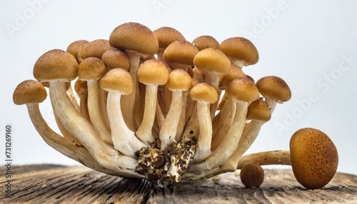 many honey fungus mushrooms at various angles on white background