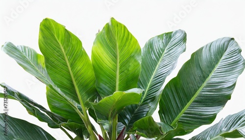 tropical plant isolated on white background png file