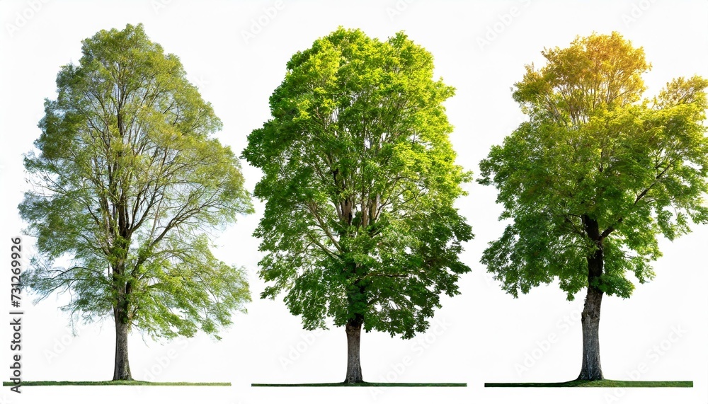 set of large trees sycamore platanus trees isolated png in sunny daylight on a transparent background perfectly cutout