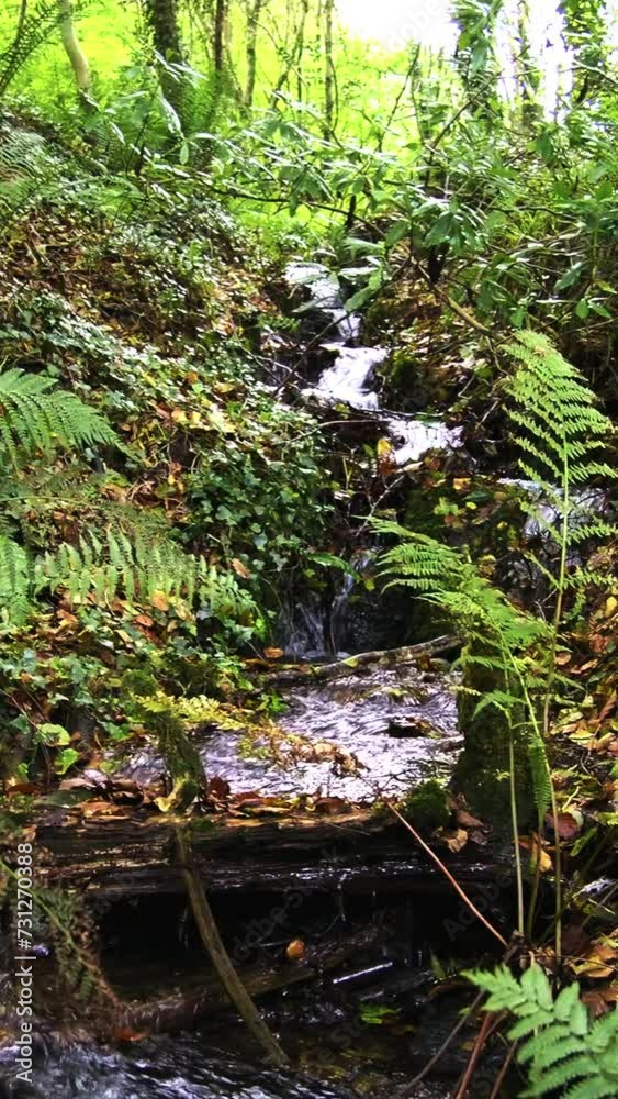 A forested area with a clear stream running through, bordered by green ferns. Vertical video. A forested area with a clear stream running through, bordered by green ferns. Vertical video.