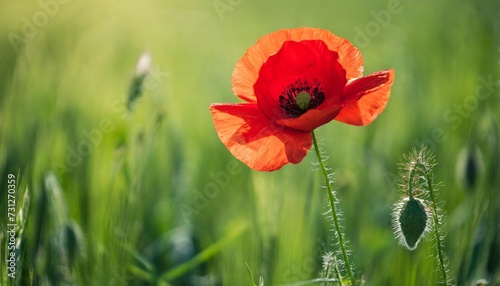 red poppy in a green field