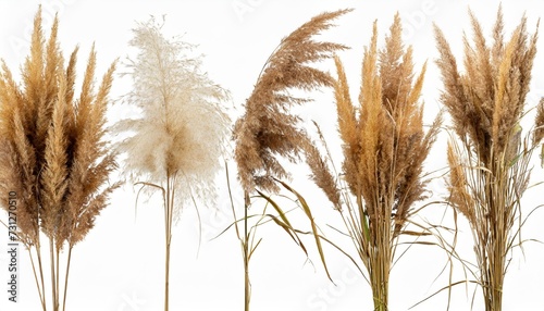 set of dry miscanthus sinensis kaskade grass isolated png on a transparent background perfectly cutout high resolution