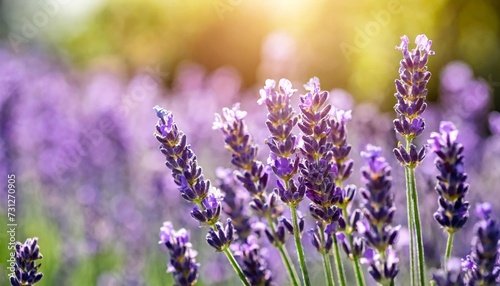 selective and soft focus on lavender flower lavender flowers lit by sunlight in flower garden