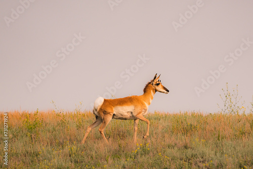 Young Pronghorn