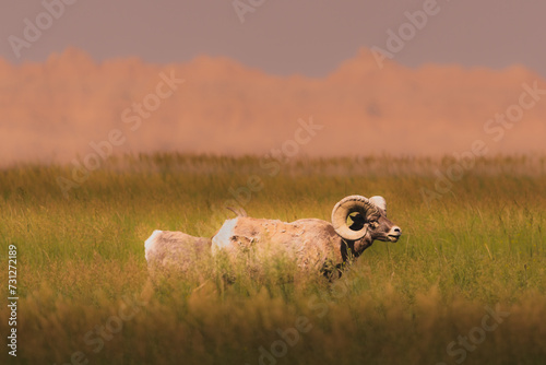 Big Horn Sheep Badlands