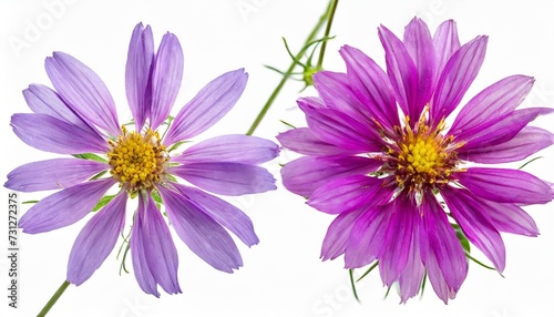 botanical collection wild meadow flower consolida ajacis purple isolated on a white background photo