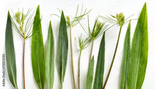 few stalks and leaves of meadow grass at various angles on white background photo