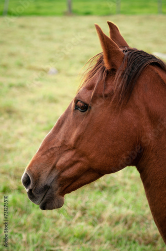 portrait of a horse © Pablo