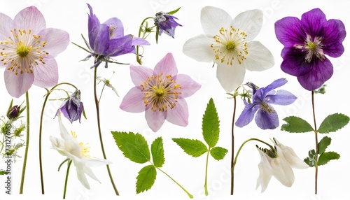 set collection of romantic pressed wildflowers in soft pastel colors isolated over a transparent background bellflowers columbines wild roses meadow foam flower floral design elements photo