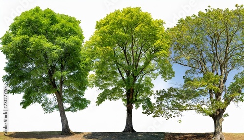 set of large trees sycamore platanus trees isolated png in sunny daylight on a transparent background perfectly cutout