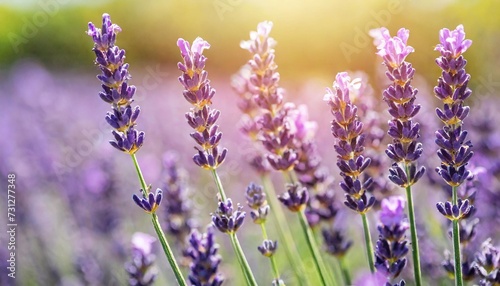selective and soft focus on lavender flower lavender flowers lit by sunlight in flower garden