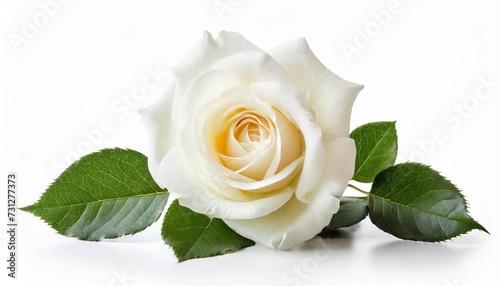 white rose rosaceae isolated on white background including clipping path without shade