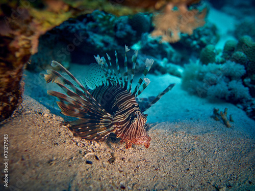 The beauty of the underwater world - The red lionfish  Pterois volitans  is a venomous coral reef fish in the family Scorpaenidae  order Scorpaeniformes - scuba diving in the Red Sea  Egypt