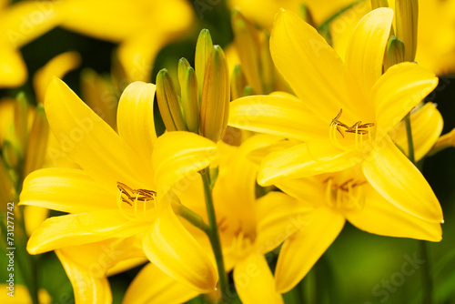 several wonderful yellow lilies blooming in a summer garden or park