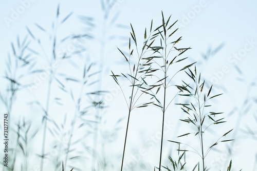 panicles of grass in a summer morning field or meadow
