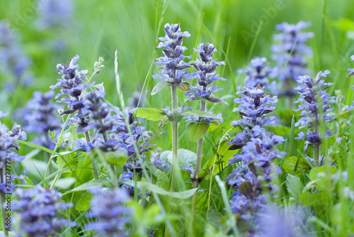 blooming blue stachys in a summer field