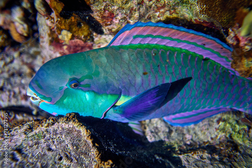 Obraz na płótnie The beauty of the underwater world - Cetoscarus bicolor, also known as the bicolour parrotfish or bumphead parrotfish - scuba diving in the Red Sea, Egypt w salonie