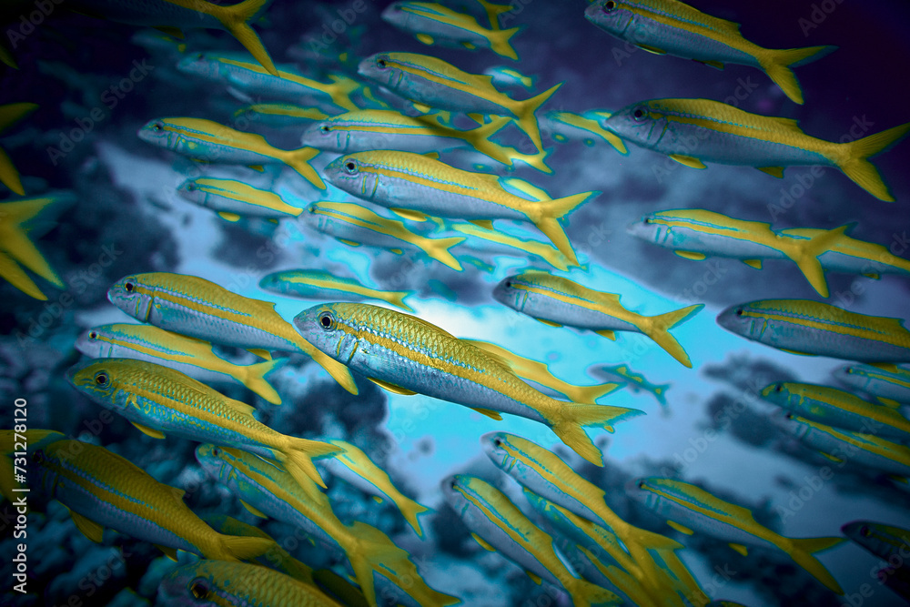 The beauty of the underwater world - big school of fish - The goatfishes - fish of the family Mullidae, the only family in the order Mulliformes - scuba diving in the Red Sea, Egypt