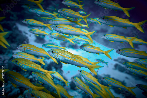Obraz na płótnie The beauty of the underwater world - big school of fish - The goatfishes - fish of the family Mullidae, the only family in the order Mulliformes - scuba diving in the Red Sea, Egypt w salonie