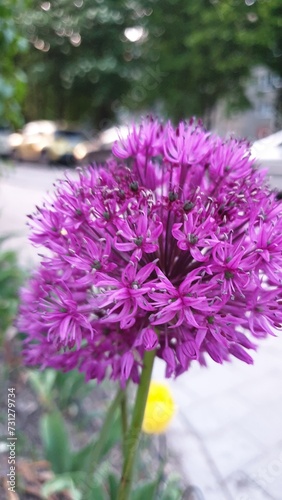 Allium flower photo