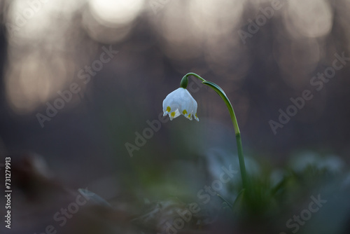 Snowflake - the first adorable spring flowers spring. Spring concept. Leucojum vernum, called spring snowflake is a perennial bulbous flowering plant species in the family Amaryllidaceae.