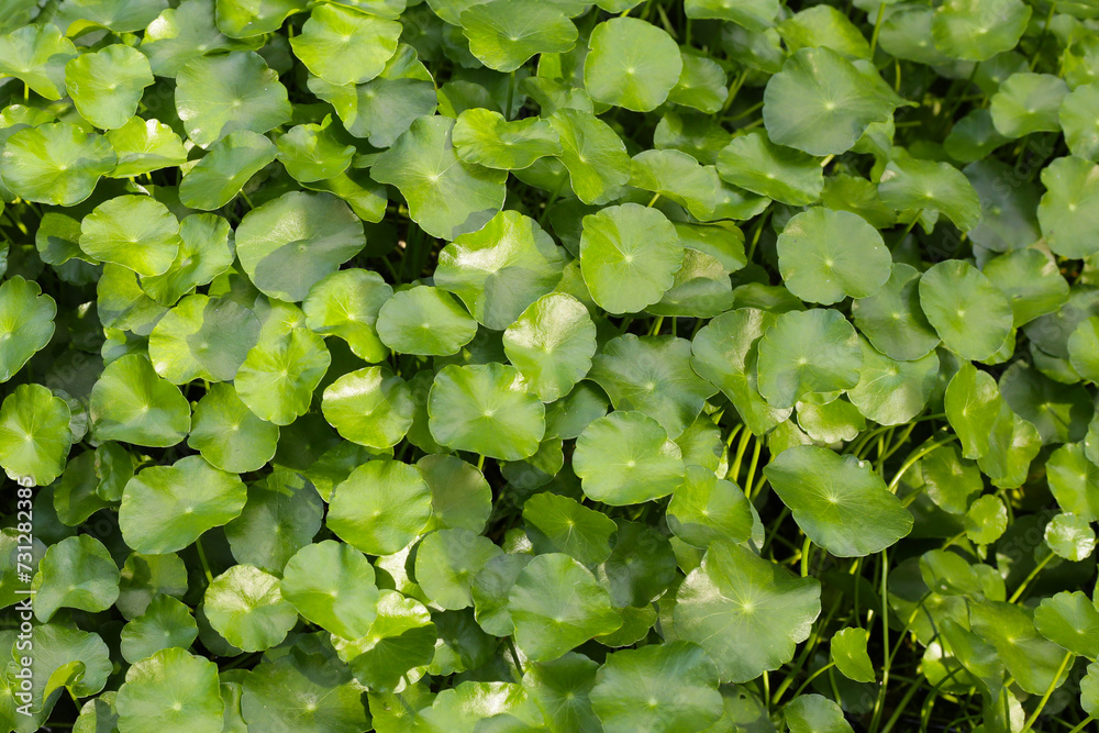 Gotu kola, Asiatic pennywort, Indian pennywort. Water plant in the pond Gotu kola, Asiatic pennywort, Indian pennywort. Water plant in the pond