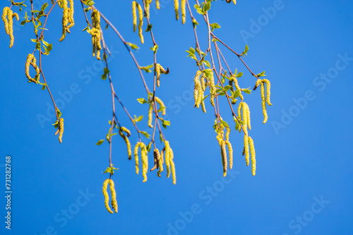 Close-up photo of birch tree buds with yellow pollen over blue sky