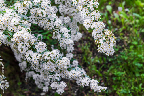 Spirea in bloom, white flowers on bush branches on a spring day