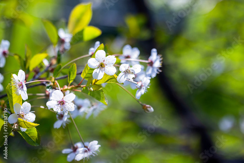 Cherry blossom, branch with white flowers, macro photo