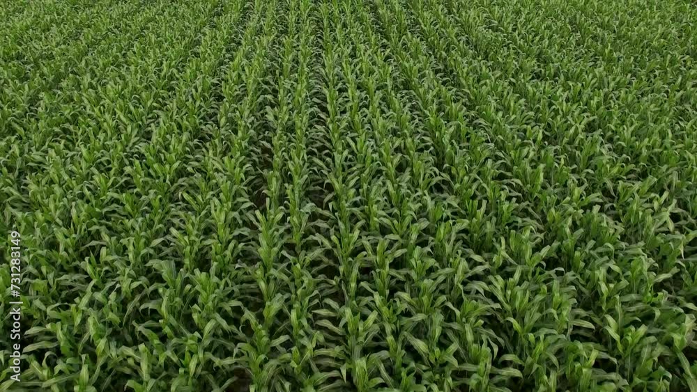 Imagem aérea de uma plantação de milho em fase de crescimento. Imagem aérea de uma plantação de milho em fase de crescimento.