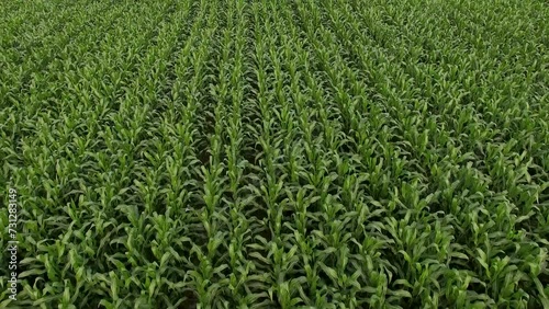 Imagem aérea de uma plantação de milho em fase de crescimento. photo