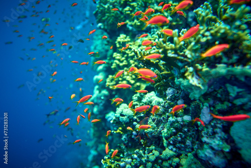 The beauty of the underwater world - Pseudanthias squamipinnis – Sea goldies or Goldfish - beautiful, amazing wealth of underwater life - large and small fish - scuba diving in the Red Sea, Egypt