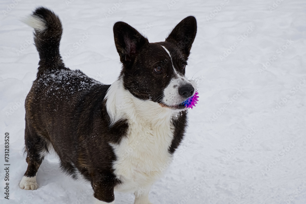 Dog. Welsh corgi Pembroke. A thoroughbred dog with a toy. Dog walking. Pets Dog. Welsh corgi Pembroke. A thoroughbred dog with a toy. Dog walking. Pets