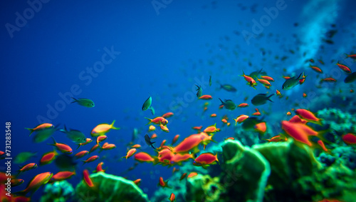 The beauty of the underwater world - Pseudanthias squamipinnis     Sea goldies or Goldfish - beautiful  amazing wealth of underwater life - large and small fish - scuba diving in the Red Sea  Egypt