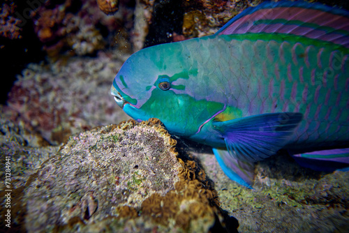 The beauty of the underwater world - Cetoscarus bicolor  also known as the bicolour parrotfish or bumphead parrotfish - scuba diving in the Red Sea  Egypt