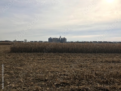 corn harvest