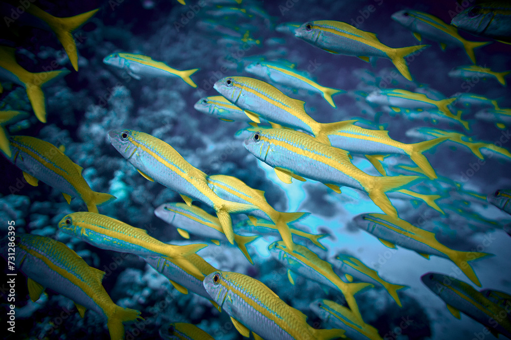 The beauty of the underwater world - big school of fish - The ...
