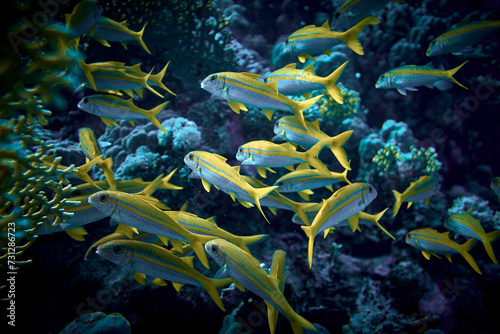 The beauty of the underwater world - big school of fish - The goatfishes - fish of the family Mullidae  the only family in the order Mulliformes - scuba diving in the Red Sea  Egypt