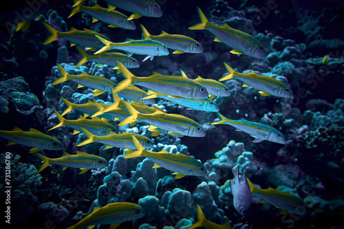 The beauty of the underwater world - big school of fish - The goatfishes - fish of the family Mullidae, the only family in the order Mulliformes - scuba diving in the Red Sea, Egypt