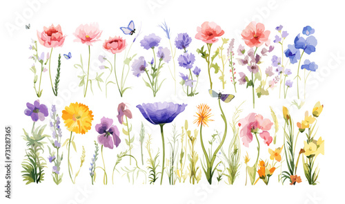 Watercolor floral illustration set ??" Wildflowers: summer flower, blossom, poppies, chamomile, dandelions, cornflowers, lavender, violet, bluebell, clover, buttercup, butterfly.