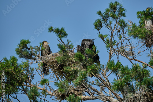 great cormorant high up in the tree on the curonian spit.