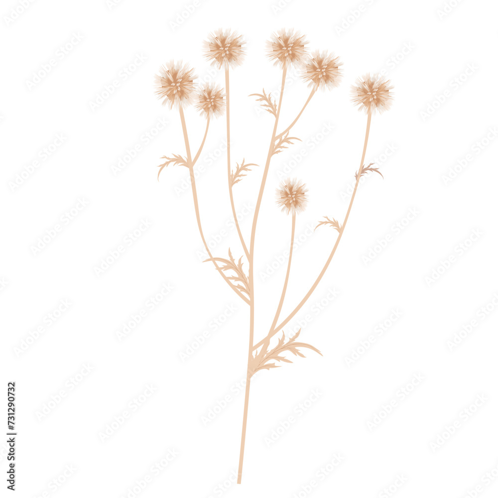 Echinops flower thorn. Dried flower. Vector stock illustration. isolated on a white background.