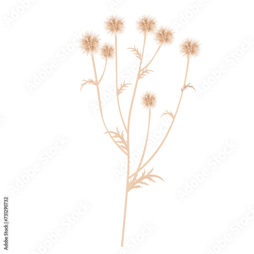 Echinops flower thorn. Dried flower. Vector stock illustration. isolated on a white background.