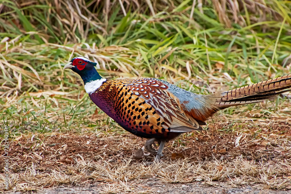 pheasant in the grass pheasant in the grass