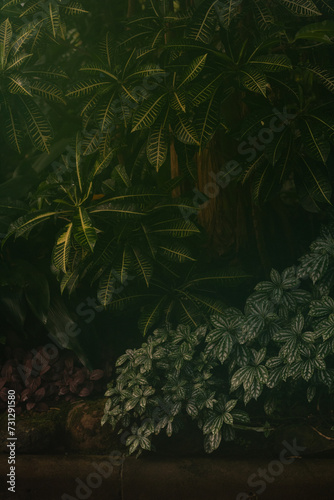 Botanic Gardens  Glasgow. Trees and plants in a greenhouse. Moody atmosphere.