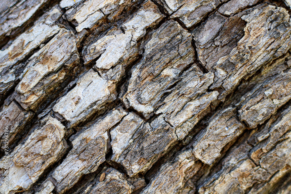 The close-up texture of a tree with various shades of brown. The close-up texture of a tree with various shades of brown.